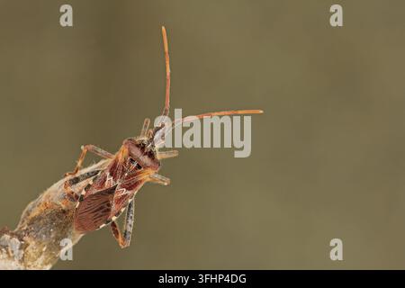 Amerikanische Kegel (Leptoglossus occidentalis) Stockfoto