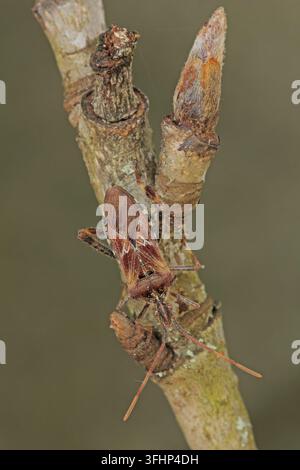 Amerikanische Kegel (Leptoglossus occidentalis) Stockfoto
