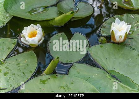 Seerosen blühen im Garten im Frühling. Stockfoto