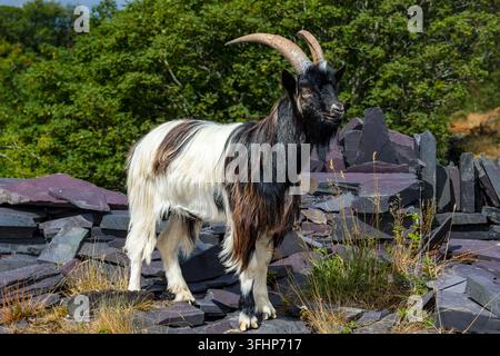 Wildes Ziegenböckchen, das auf Schotterhalden im Sonnenschein hockt, zotteliges schwarz-weißes Fell mit langen gebogenen Hörnern in der Nähe eines verlassenen Schiefersteinbruchs, Llanberis Stockfoto