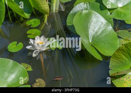 Seerosen blühen im Garten im Frühling. Stockfoto