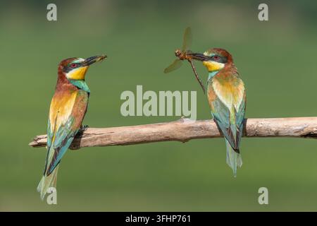 Zwei europäische Bienenfresser (Merops apiaster) sitzen auf einem Ast mit einer Libelle im Schnabel. Stockfoto