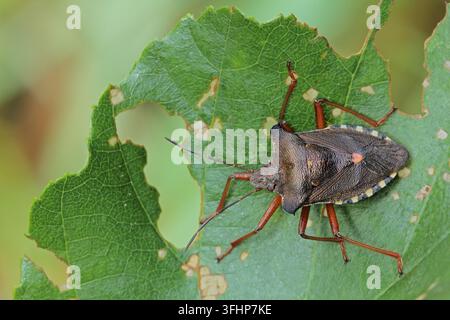Waldkäfer (Pentatoma rufipe) Stockfoto