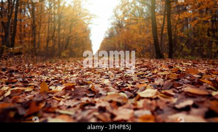 Herbstnatur im Wald. Fallende orangefarbene Blätter auf den Boden. Herbstlandschaft Stockfoto