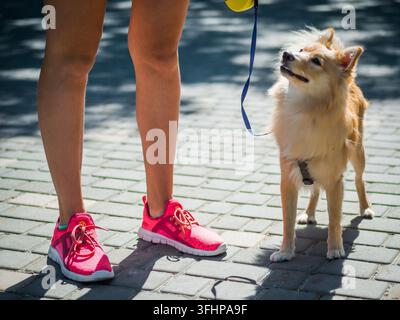 Großer Pomeranischer Spitz neben einem Mädchen, das fröhlich durch die Straße im Naturpark läuft Stockfoto