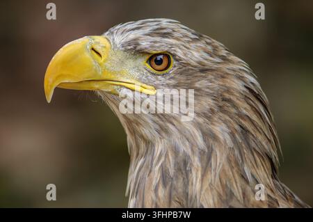 Weißkopfseeadler (Haliaeetus albicilla). Porträt in Gefangenschaft in einem Tierpark. Stockfoto
