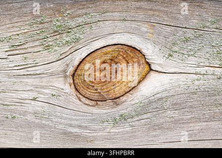 Natürliche Holzmaserung und Knotenstruktur auf verwittertem Holzbrett. Holz-Hintergrund für rustikale Materialschreinerei-Oberflächenmuster und organische Struktur. Stockfoto