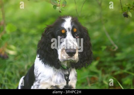 Detailliertes Porträt eines jungen English Springer Spaniel-Welpen, der in Richtung der Kamera schaut und von weicher grüner Vegetation in einer Außenumgebung umgeben ist. Stockfoto