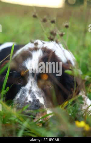 Junger English Springer Spaniel liegt ruhig im dichten Wiesengras, teilweise verdeckt von Wildpflanzen und Samenständen. Die Komposition verwendet den Vordergrund Stockfoto