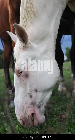 Detaillierte Nahaufnahme eines weißen Pferdes, das auf einer grasbewachsenen Wiese frisst und dabei nahe der Kamera steht. Das Bild betont ein seltenes helles Auge Stockfoto