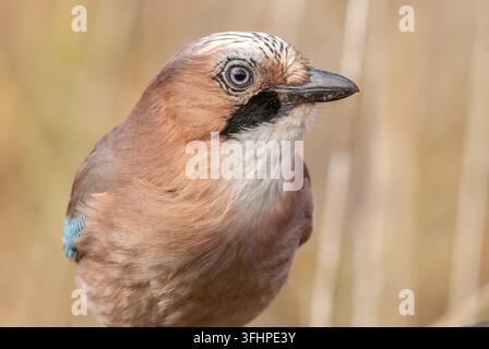 Eurasischer Eichelhäher (Garrulus glandarius) auf einem Ast. Stockfoto