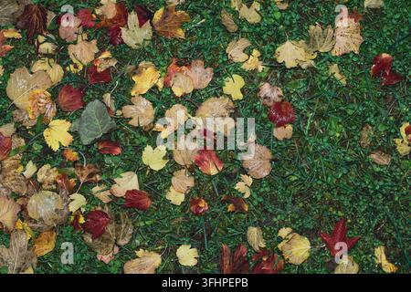 Gefallene Herbstblätter auf dunkelgrünem Kleeboden, Top-Down-Ansicht, organisches Muster Stockfoto
