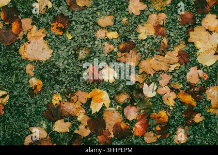 Gefallene Herbstblätter in gedämpften Erdtönen von Ocker, Rostorange und Dunkelbraun, die auf einem dunkelgrünen Boden ruhen. Der nasse Laubhintergrund Stockfoto