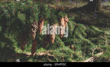 Fichtenzweigung, bedeckt mit kurzen, dichten grünen Nadeln und braunen Zapfen, die mit offenen, holzigen Schuppen nach unten hängen. Authentische Waldatmosphäre Stockfoto