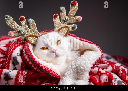 Portrait einer flauschigen weißen Katze in Weihnachtsdekoration - Hirschhörner und roter Ornament kariert. Neujahr, Haustiere, Tiere Meme Konzept. Stockfoto