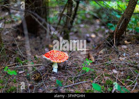 Roter Fliegenpilz, der auf dem Waldboden wächst. Leuchtend roter Fliegenpilz mit weißen Flecken, der zwischen Kiefernnadeln, Moos, Zweigen und Zapfen wächst Stockfoto