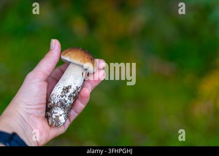 Hand, die einen frischen Wilden Bohpilz hält. Nahaufnahme einer Hand, die einen frisch gepflückten braunen Bohpilz mit Erde am Stiel gegen ein weiches Hintergrundmotiv hält Stockfoto