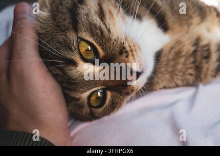 Nahaufnahme-Porträt einer gestreiften Tabby-Katze, die auf einem weichen hellen Stoff liegt und von einer menschlichen Hand sanft gestreichelt wird. Die Katze hat große, ausdrucksstarke goldgelbe Stockfoto