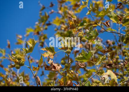 Runde, stachelige Samenkapseln hängen zwischen wechselnden Herbstblättern an den Ästen einer Platane vor einem klaren blauen Himmel. Stockfoto