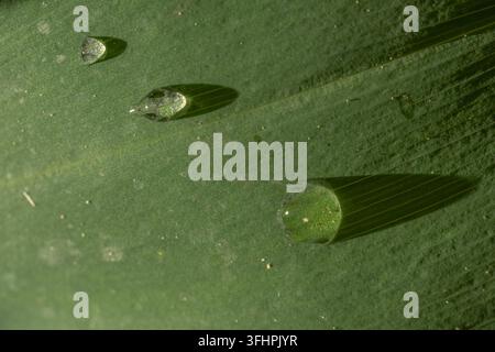 Wassertropfen auf einem Maiglöckchenblatt im Wald Stockfoto