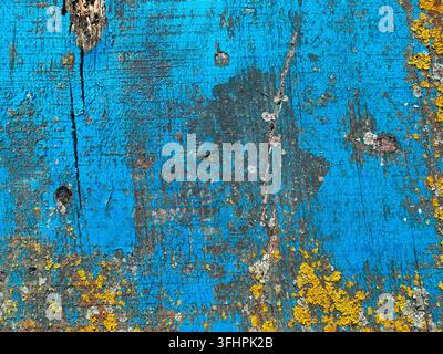 Abblätternde blaue Farbe auf verwittertem Holz mit gelber Flechtenstruktur Stockfoto