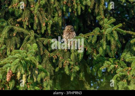 Zweihöher (Athene noctua) Zweihöher (Athene noctua) sitzt in einer Tanne. Stockfoto