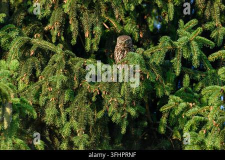 Zweihöher (Athene noctua) Zweihöher (Athene noctua) sitzt in einer Tanne. Stockfoto