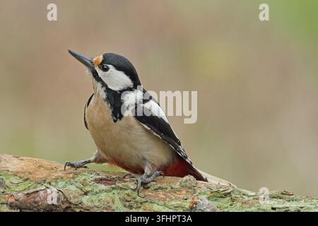 Buntspecht, Dendrocopos major, Buntspecht, Großer Specht Stockfoto