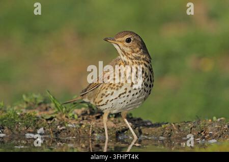 Singdrossel (Turdus Philomelos) Stockfoto