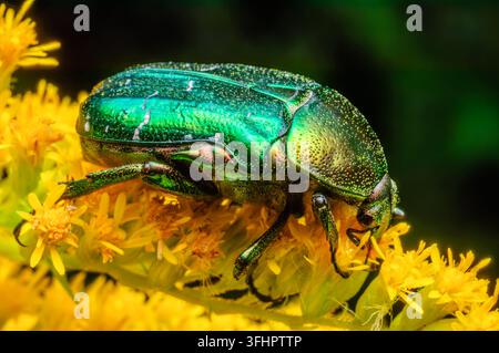 Rosendickkäfer (Cetonia aurata) auf einer gelben Blume. Stockfoto