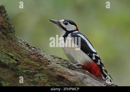 Buntspecht, große, große gefleckte Specht Dendrocopos Stockfoto