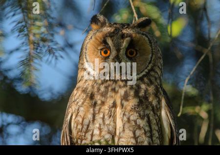 Porträt einer Langohrfledermaus (Asio otus) auf einem Baum Stockfoto