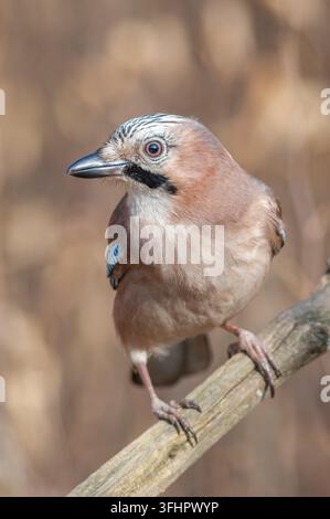 Eurasischer Jay (Garrulus glandarius) auf einem Ast im Wald. Stockfoto