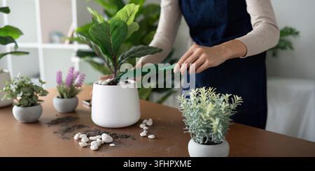 Das Konzept des umweltfreundlichen Wohnens, der Pflanzenpflege und des Gartenbaus. Entspannen Sie sich bei der Gartenarbeit. Gärtner Frau asiatische Hand Pflanzen Blume in Topf. Frau nimmt Auto Stockfoto