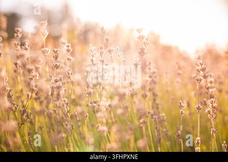 Nahaufnahme aus niedrigem Winkel von getrockneten Lavendelfloren und Stängeln in einer warmen Sommerm Wiese während der goldenen Stunde des Sonnenuntergangs mit einem weichen, traumhaften Unschärfehintergrund Stockfoto