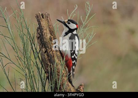 Buntspecht, große, große gefleckte Specht Dendrocopos Stockfoto