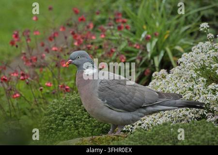 Gemeinsamen Ringeltaube (Columba Palumbus) Stockfoto