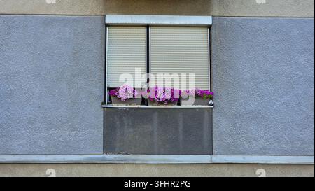 Strukturierte graue Außenwand eines Wohngebäudes mit einem Fenster mit geschlossenen Rollos und drei rechteckigen Blumenkästen, die helle pu enthalten Stockfoto