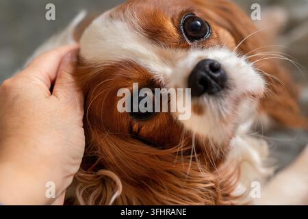 Porträt eines reinrassigen süßen Welpen Cavalier King Charles Spaniel, selektive Schärfe Stockfoto