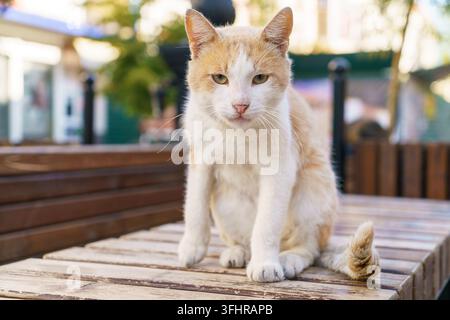 Ingwer-Katze sitzt auf einer Bank auf der Straße in der Stadt, ein obdachloses Tier blickt in die Kamera. Stockfoto