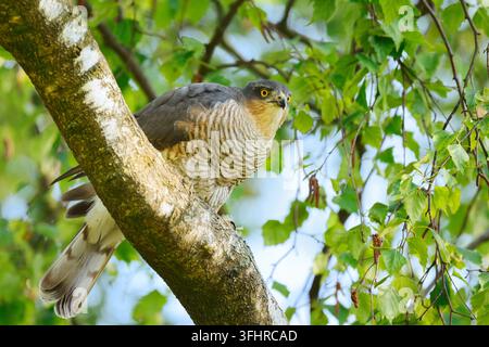 Sperber (Accipiter nisus), Weibchen sitzt auf einem Ast in Nordrhein-Westfalen, Deutschland Stockfoto