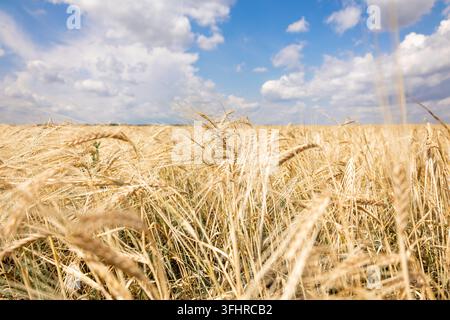 Gelbes Feld mit reifem Weizen und goldenen Ähren und einem Waldstreifen am Horizont, selektive Schärfentiefe. Panoramablick auf die Schönheit Stockfoto
