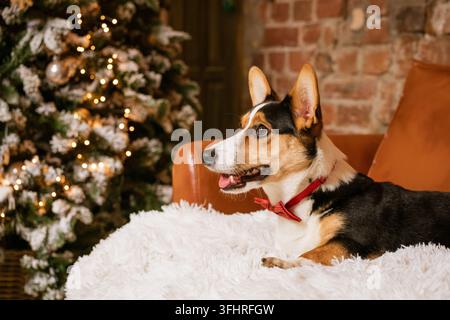 Hund Jorge liegt auf einer weißen Decke vor dem Hintergrund eines Weihnachtsbaums. Stockfoto