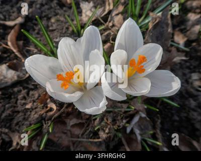 Blühende Krokusse, Deutschland Hamburg Jahreszeiten Winter Frühling Wiese Blumen Krokus Crocoideae Blumen weißes Stempel Staubblätter zwei Stockfoto