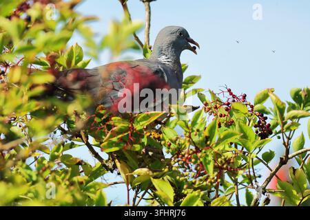 Ringeltaube, Columba palumbus, schmeckt die Holunderbeere, Burbach Nordrhein-Westfalen Stockfoto
