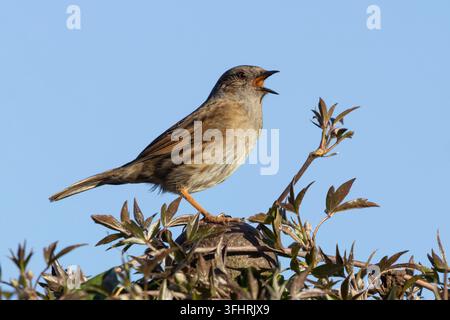 Dunnock oder Heimsperling (Prunella modularis) erwachsener Gartenvogel singt in einer Hecke im Frühling, England, Vereinigtes Königreich Stockfoto