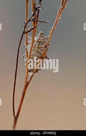 Grauer Gartenkäfer (Rhaphigaster nebulosa) Stockfoto