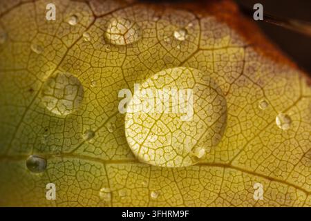Ein Blatt mit Wassertropfen darauf Stockfoto