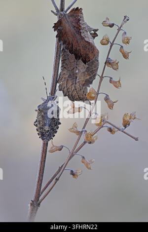 Grauer Gartenkäfer (Rhaphigaster nebulosa) Stockfoto