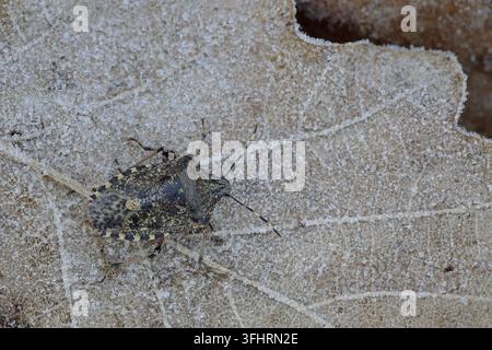 Grauer Gartenkäfer (Rhaphigaster nebulosa) Stockfoto